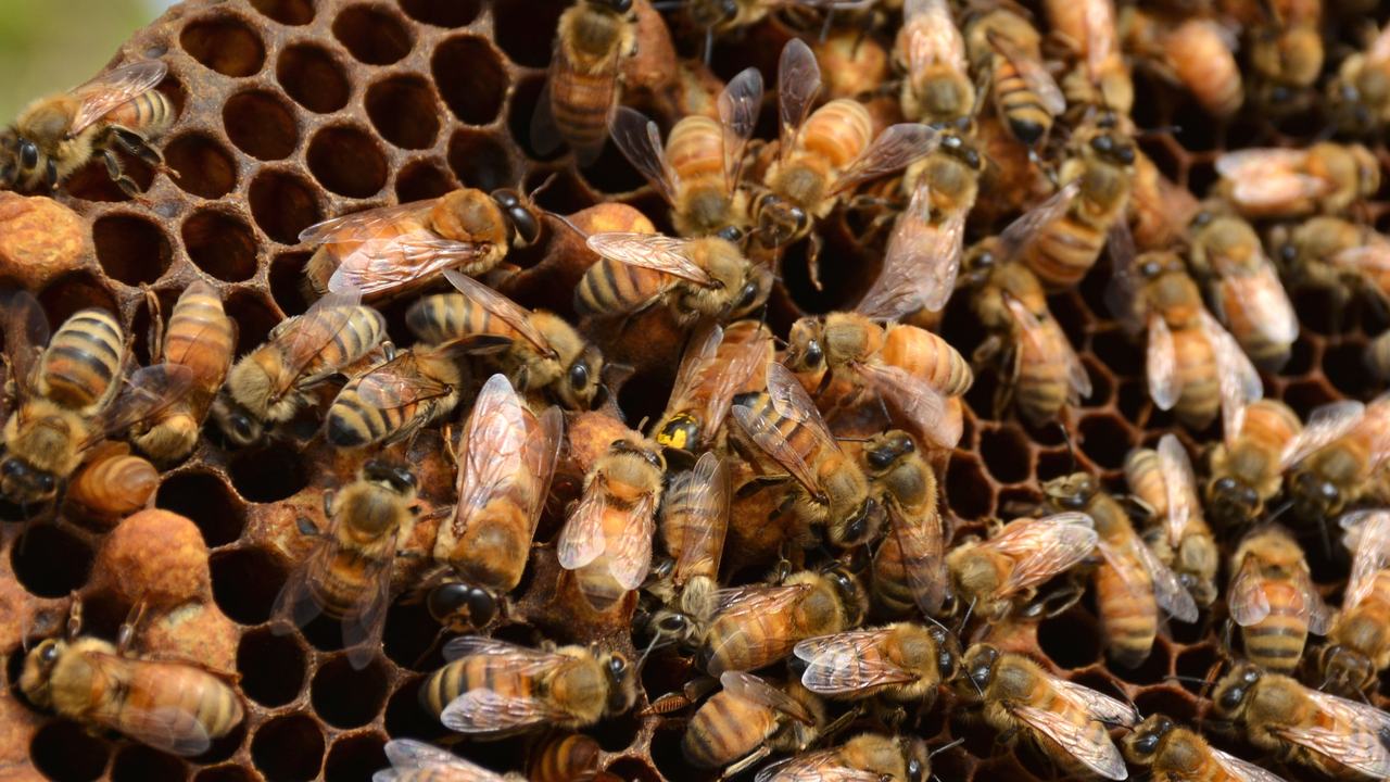 Honey bees on a comb, shown as a video frame